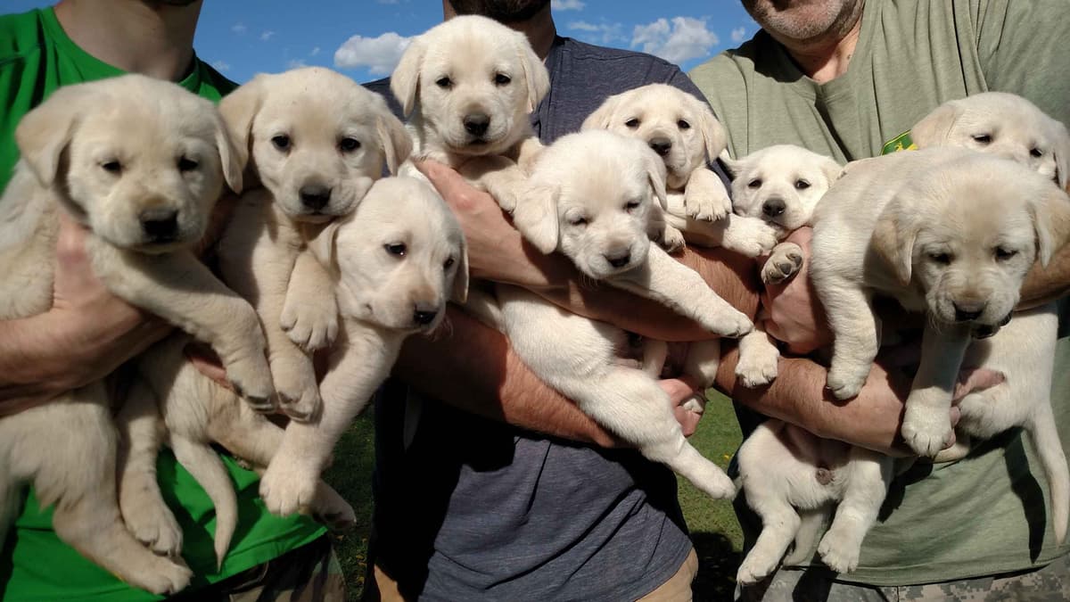 Labrador Retriever Puppies (PUPS SOLD. SEE OUR CURRENT LITTER AD !!!) breeder image 2