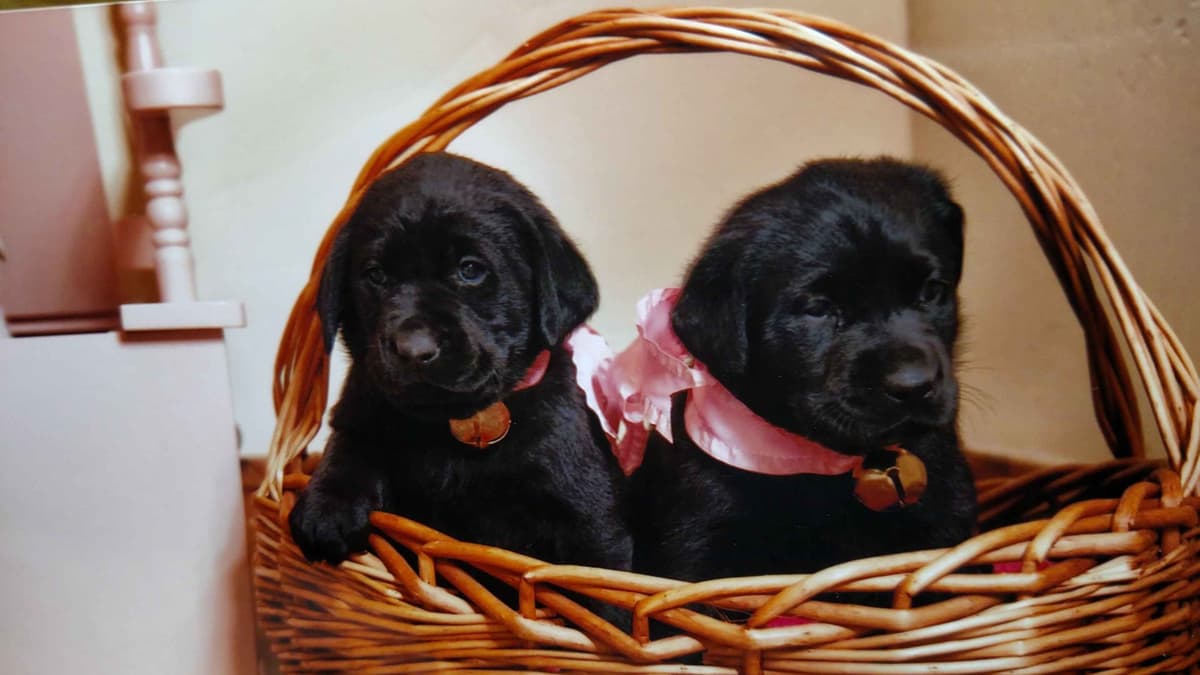 Labrador Retriever Puppies (PUPS SOLD. SEE OUR CURRENT LITTER AD !!!) breeder image 4