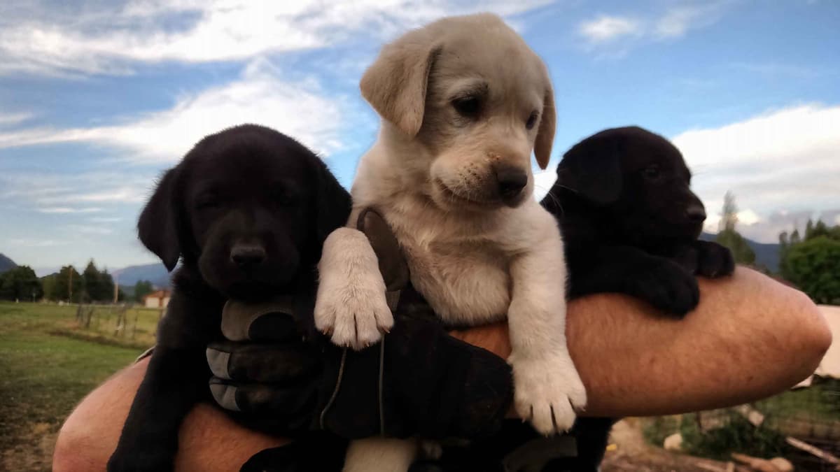Labrador Retriever Puppies (PUPS SOLD. SEE OUR CURRENT LITTER AD !!!) breeder image 5