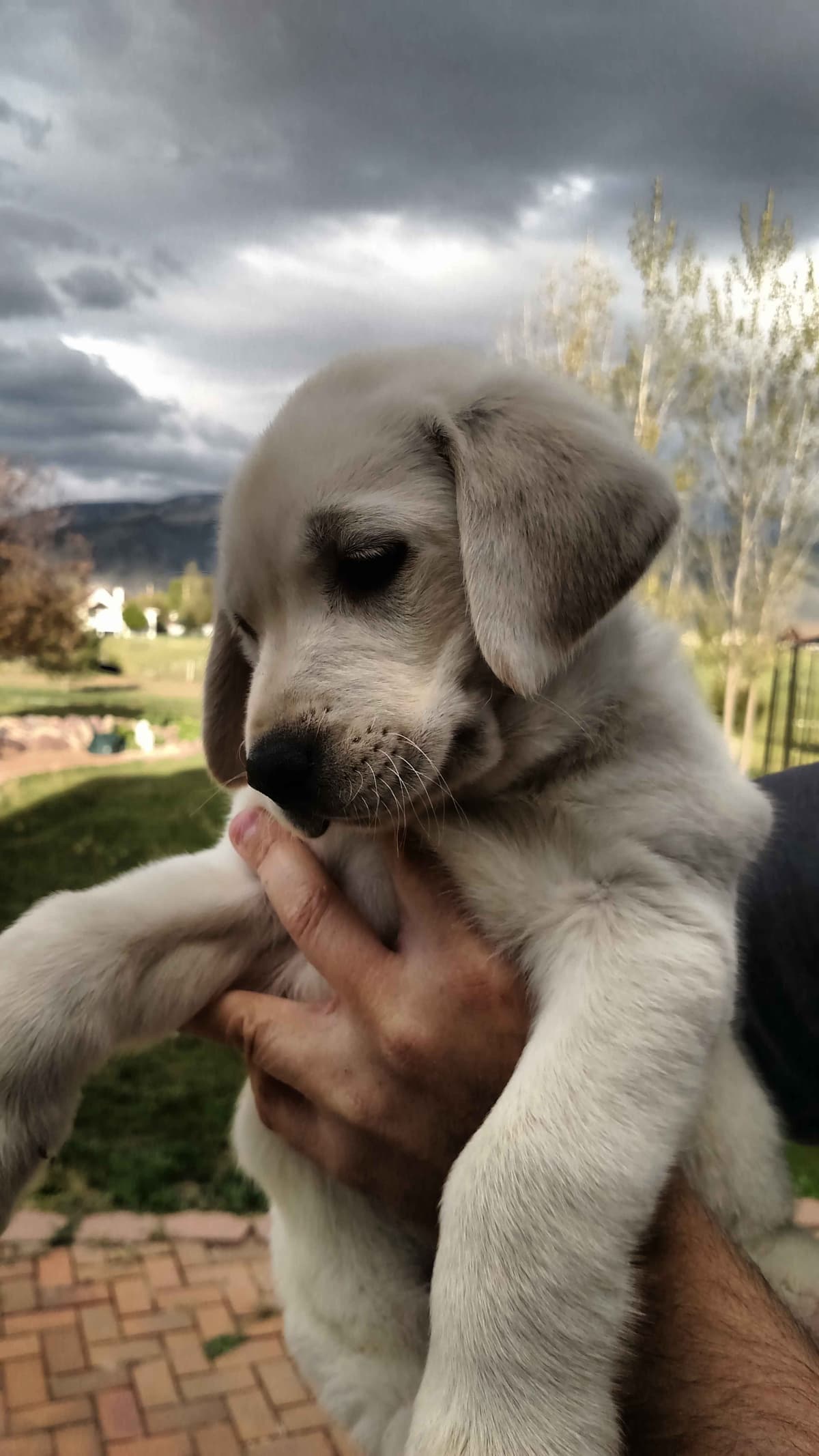 Labrador Retriever Puppies (PUPS SOLD. SEE OUR CURRENT LITTER AD !!!) breeder image 7