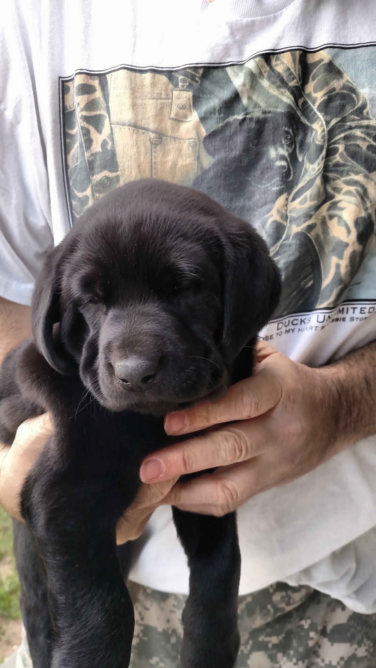 Labrador Retriever Puppies (PUPS SOLD. SEE OUR CURRENT LITTER AD !!!) breeder image 9