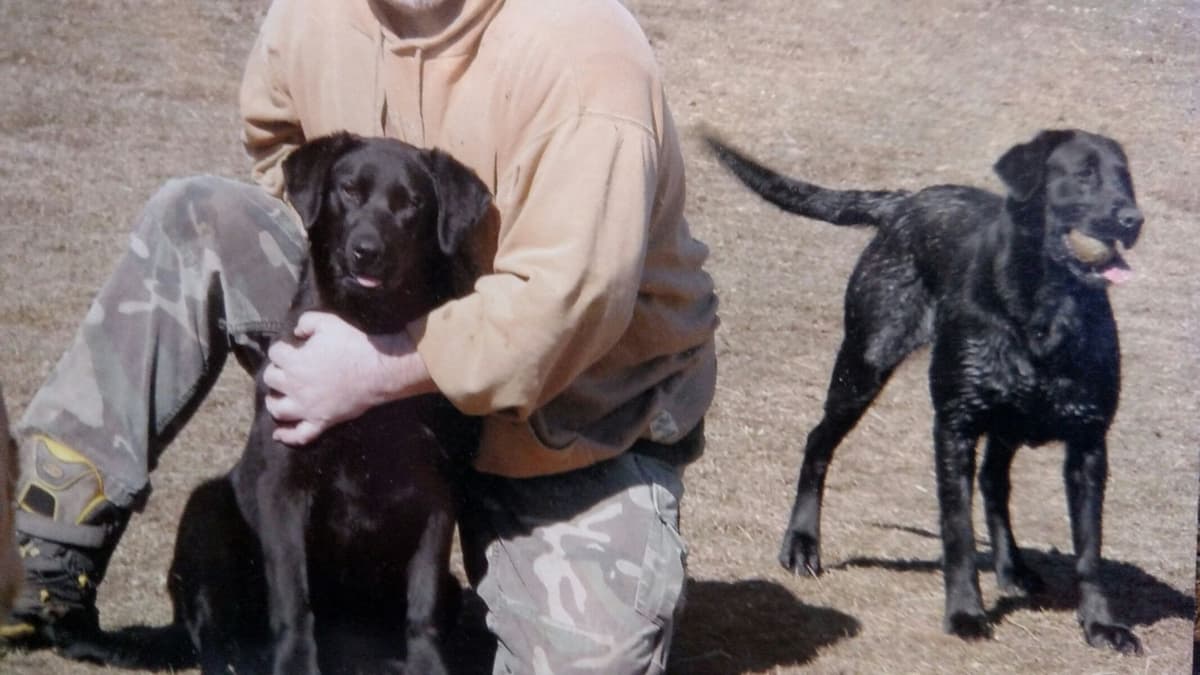 Labrador Retriever Puppies (PUPS SOLD. SEE OUR CURRENT LITTER AD !!!) breeder image 10