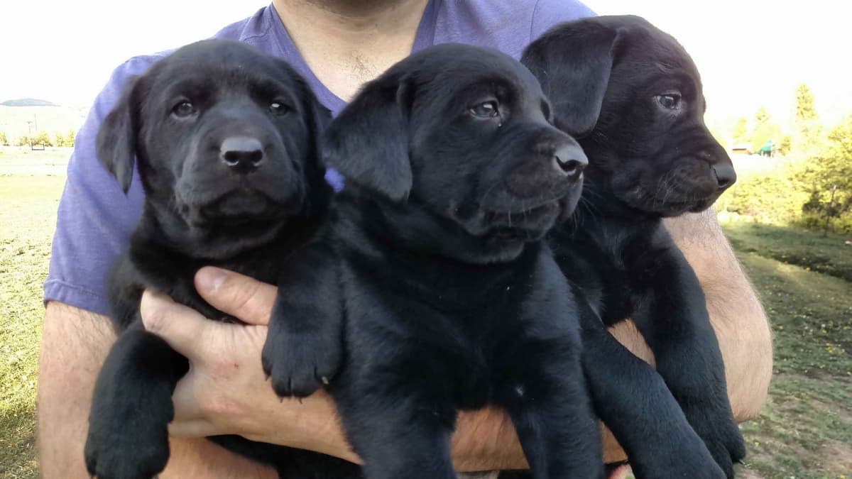 Labrador Retriever Puppies (PUPS SOLD. SEE OUR CURRENT LITTER AD !!!) breeder image 12
