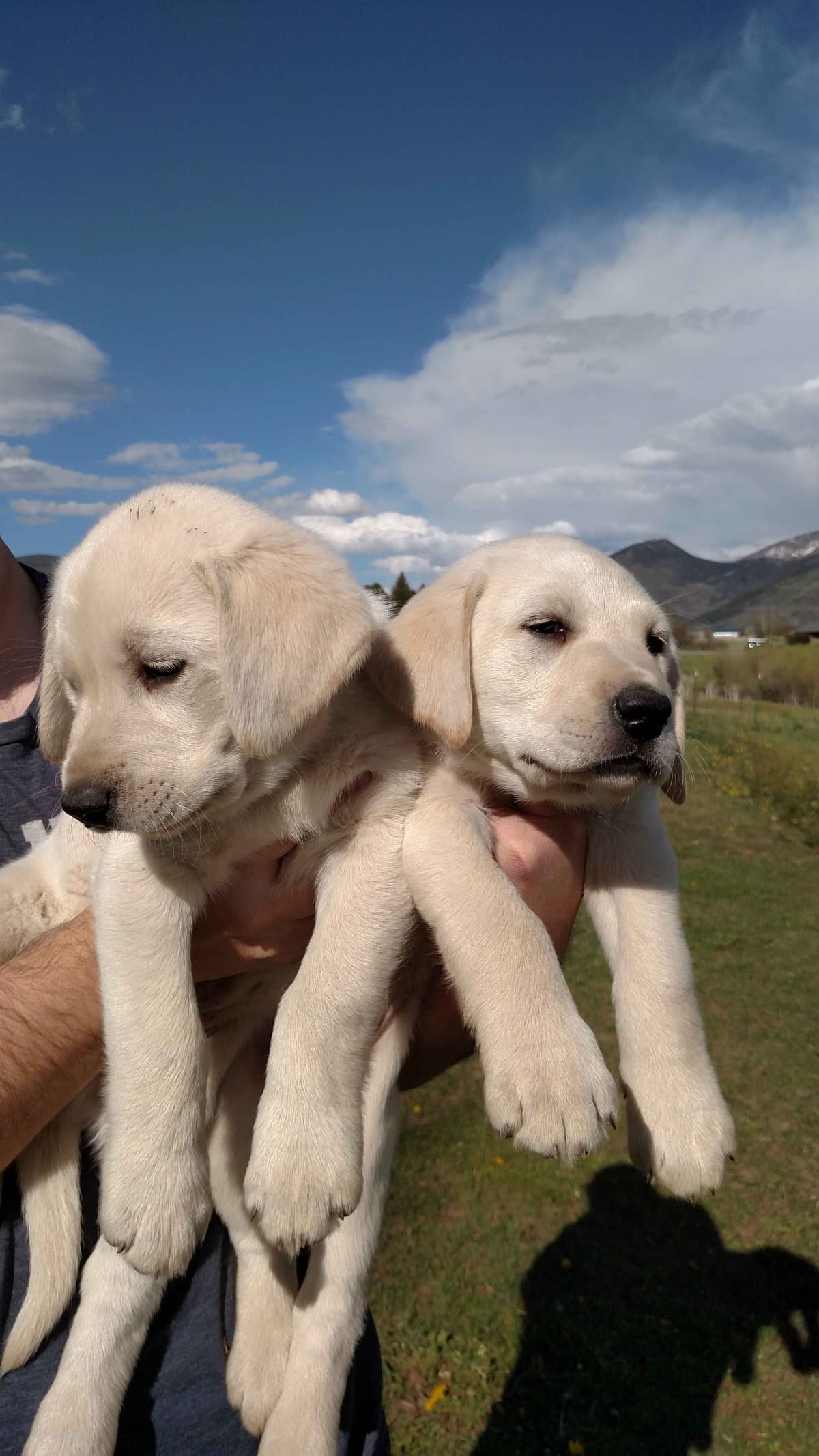 Labrador Retriever Puppies (PUPS SOLD. SEE OUR CURRENT LITTER AD !!!) breeder image 13