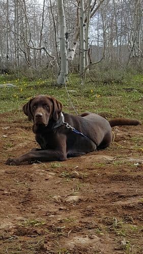 Labrador Retriever Puppies (PUPS SOLD. SEE OUR CURRENT LITTER AD !!!) breeder image 15
