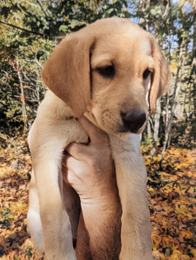 Labrador Retriever Puppies. 52-year field champ bloodline. Great pets. media 2