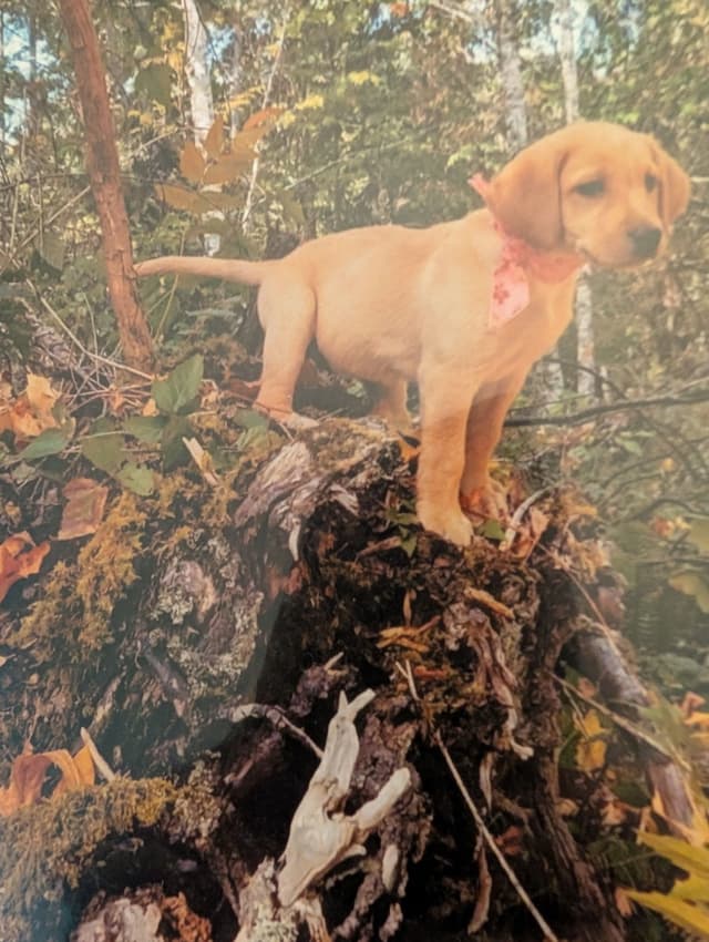Labrador Retriever Puppies. 52-year field champ bloodline. Great pets. media 3