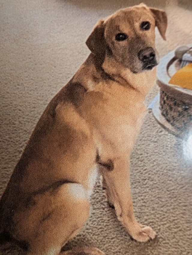 Labrador Retriever Puppies. 52-year field champ bloodline. Great pets. media 6