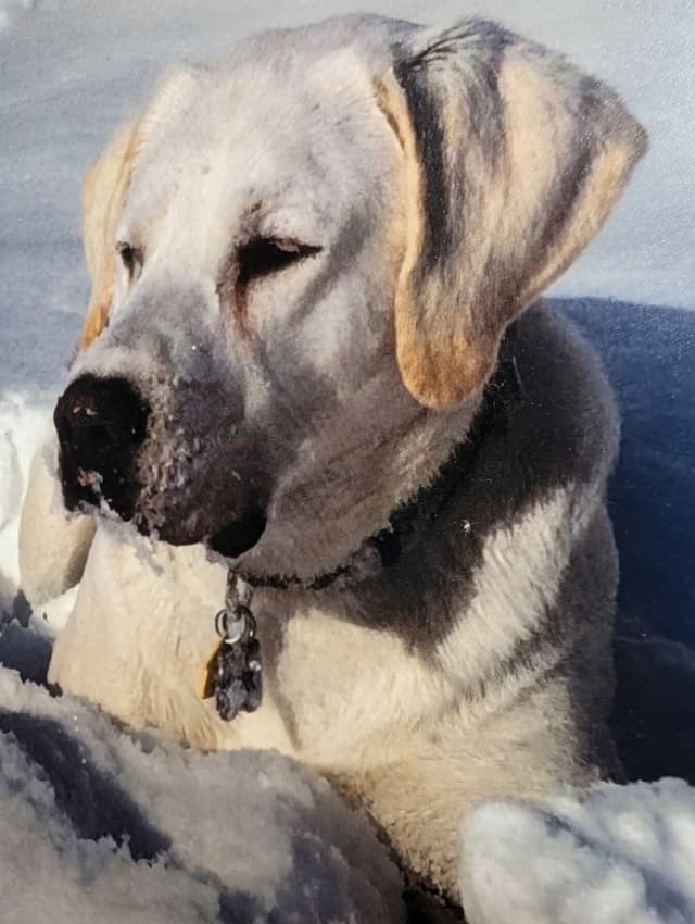 Labrador Retriever Puppies. 52-year field champ bloodline. Great pets. media 7