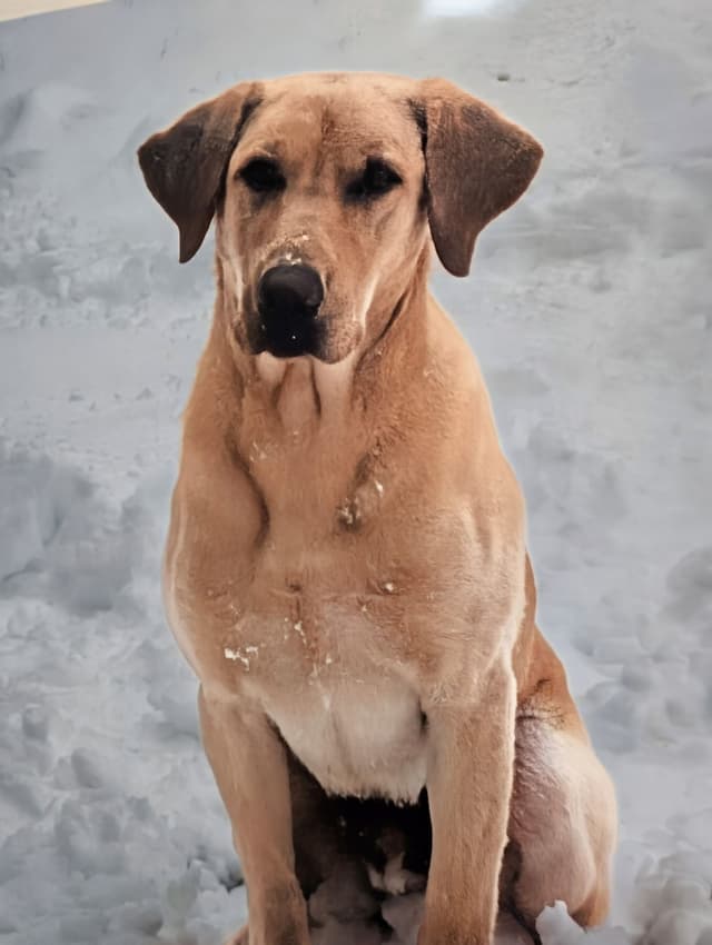 Labrador Retriever Puppies. 52-year field champ bloodline. Great pets. media 8