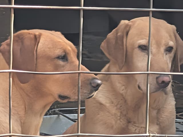 Labrador Retriever Puppies. 52-year field champ bloodline. Great pets. media 9