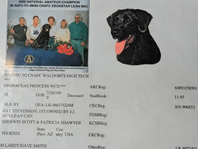 Labrador Retriever Puppies. 52-year field champ bloodline. Great pets. media 11