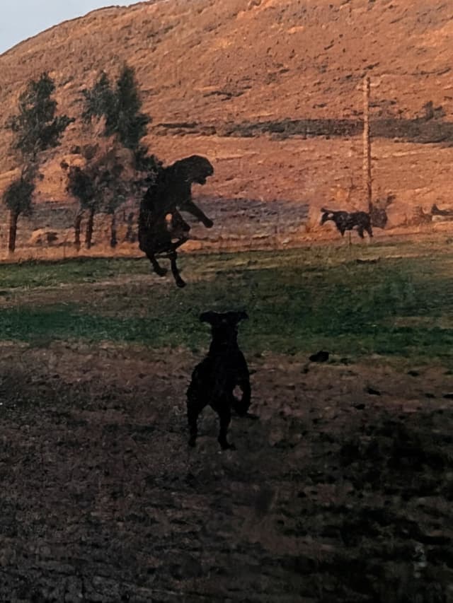 Labrador Retriever Puppies. 52-year field champ bloodline. Great pets. media 12