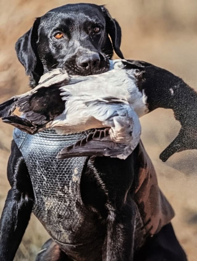 Labrador Retriever Puppies. 52-year field champ bloodline. Great pets. media 14