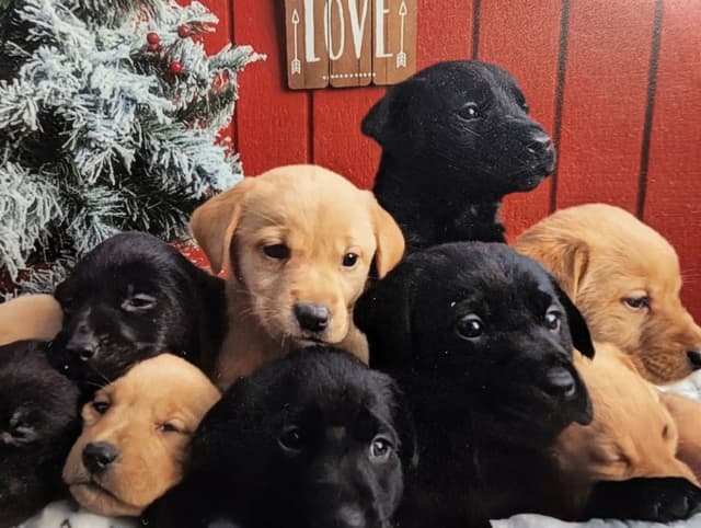 Labrador Retriever Puppies. 52-year field champ bloodline. Great pets. media 15