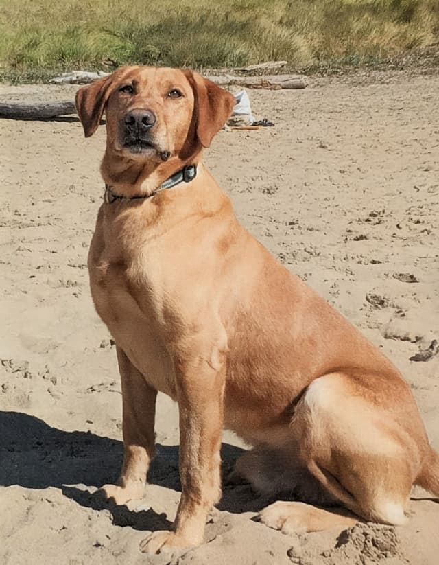 Labrador Retriever Puppies. 52-year field champ bloodline. Great pets. media 16