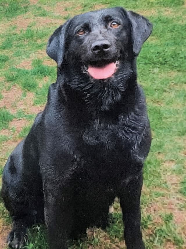 Labrador Retriever Puppies. 52-year field champ bloodline. Great pets. media 17