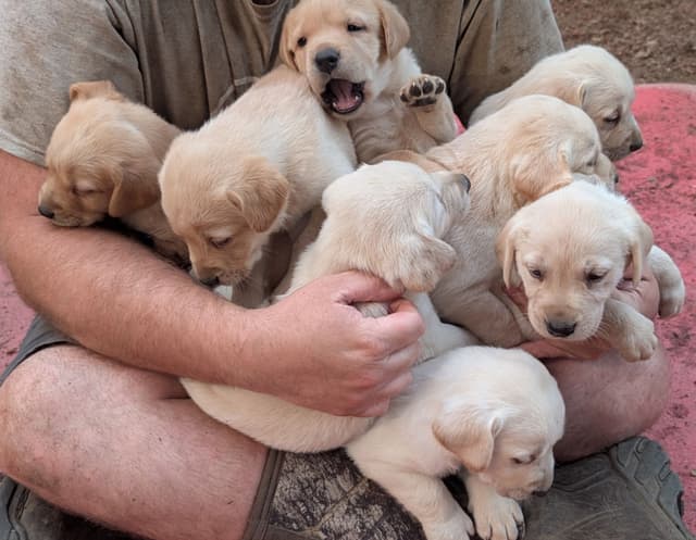 Labrador Retriever Puppies. 52-year field champ bloodline. Great pets. media 19