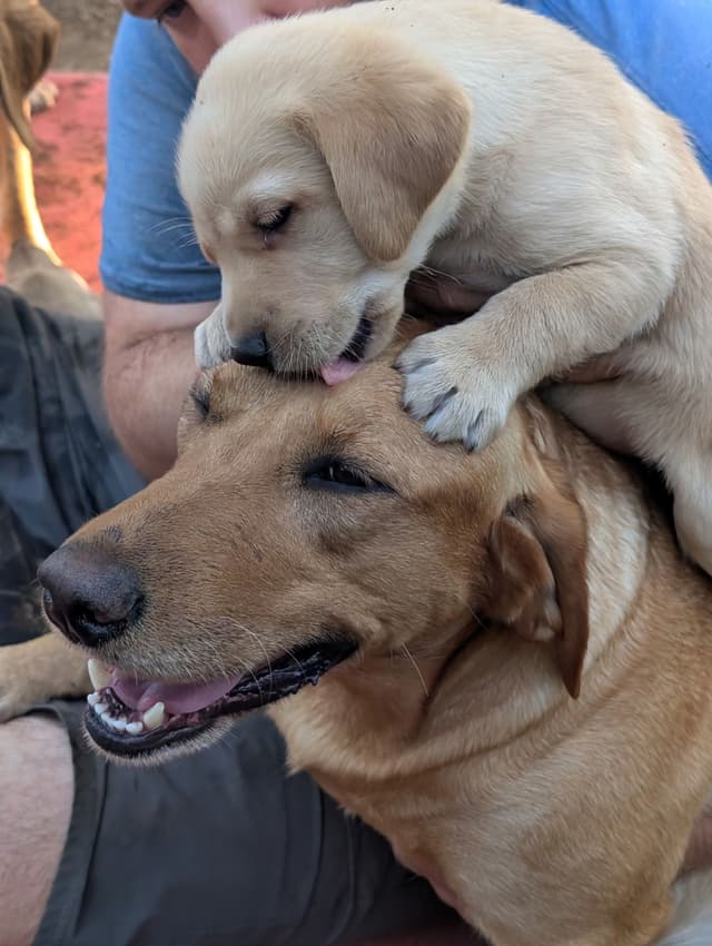 Labrador Retriever Puppies. 52-year field champ bloodline. Great pets. media 20