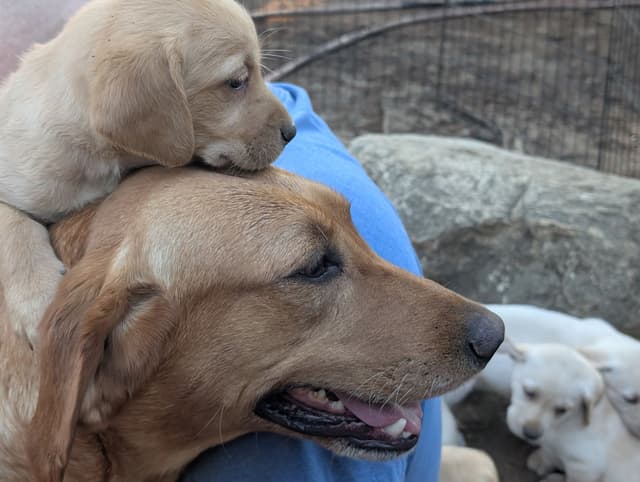 Labrador Retriever Puppies. 52-year field champ bloodline. Great pets. media 21