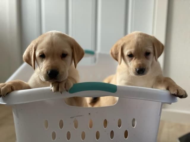 Labrador Retriever Puppies. 52-year field champ bloodline. Great pets. media 22