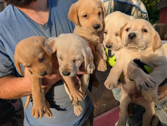Labrador Retriever Puppies. 52-year field champ bloodline. Great pets. media 23