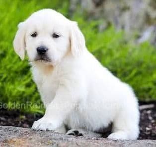 Golden Retriever Puppies breeder image 3