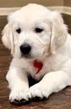 Golden Retriever Puppies breeder image 1