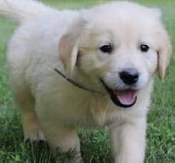 Golden Retriever Puppies breeder image 2