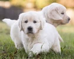 Golden Retriever Puppies breeder image 4