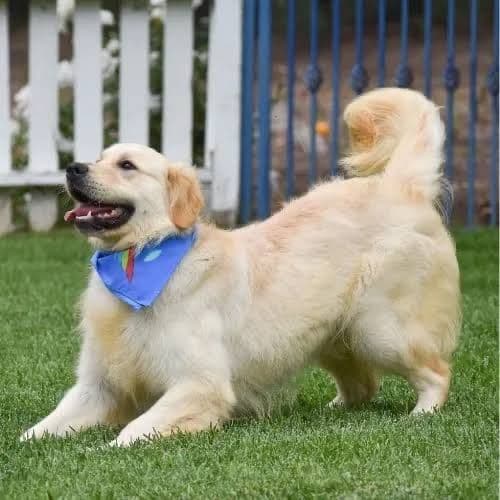Golden Retriever Puppies breeder image 6