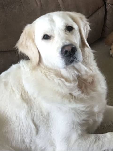 Golden Retriever Puppies breeder image 5
