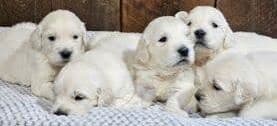 Golden Retriever Puppies media 4