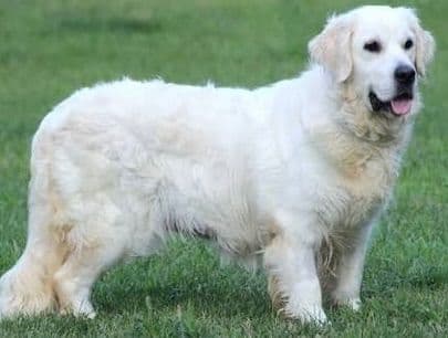Golden Retriever Puppies media 5
