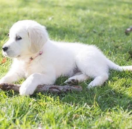 Golden Retriever Puppies media 2