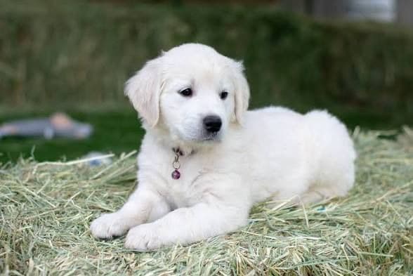 Golden Retriever Puppies media 3