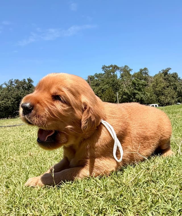 Golden Retriever Puppies media 2