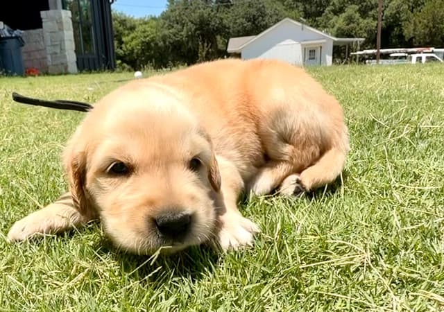 Golden Retriever Puppies media 3