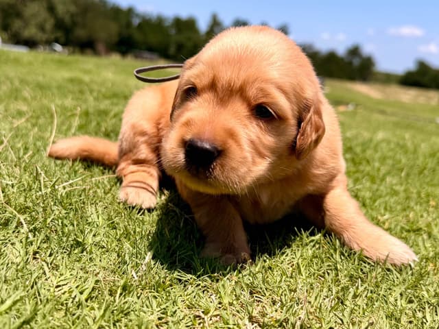 Golden Retriever Puppies media 4