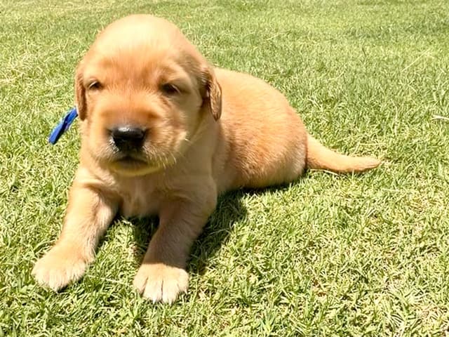 Golden Retriever Puppies media 5