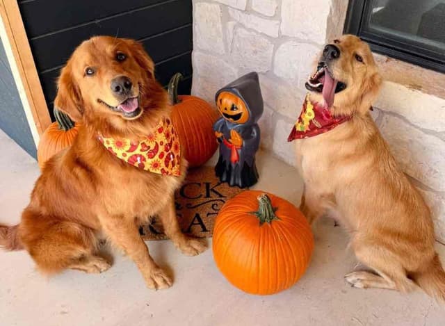 Golden Retriever Puppies media 6