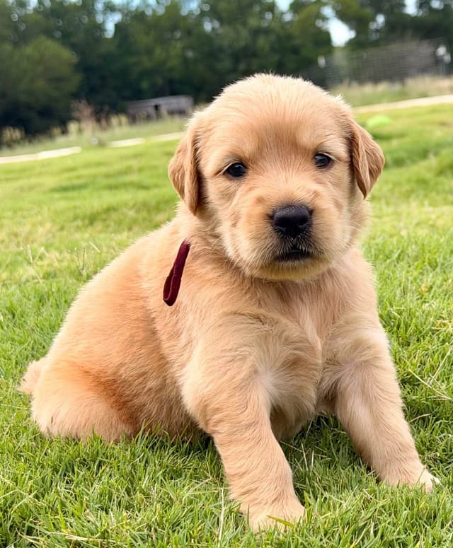 Golden Retriever Puppies media 7