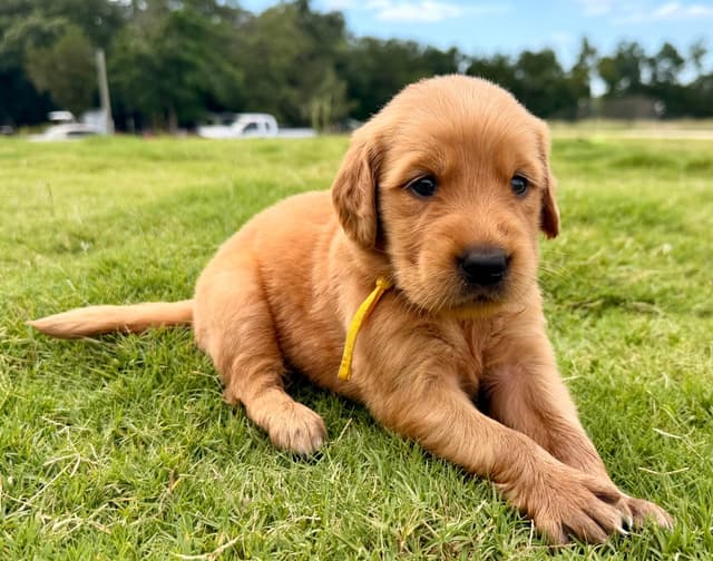 Golden Retriever Puppies media 9