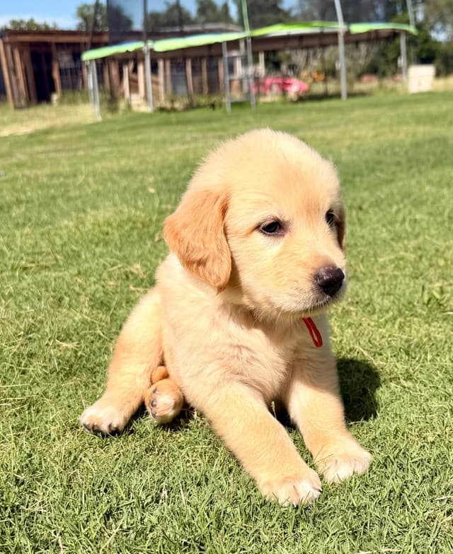 Golden Retriever Puppies media 10