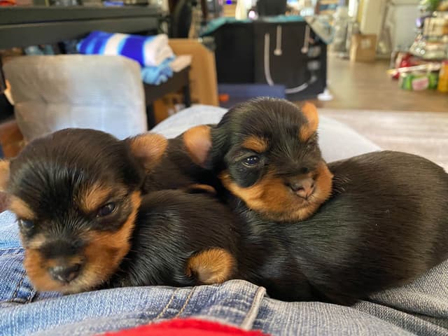 Yorkshire Terrier Puppies media 2