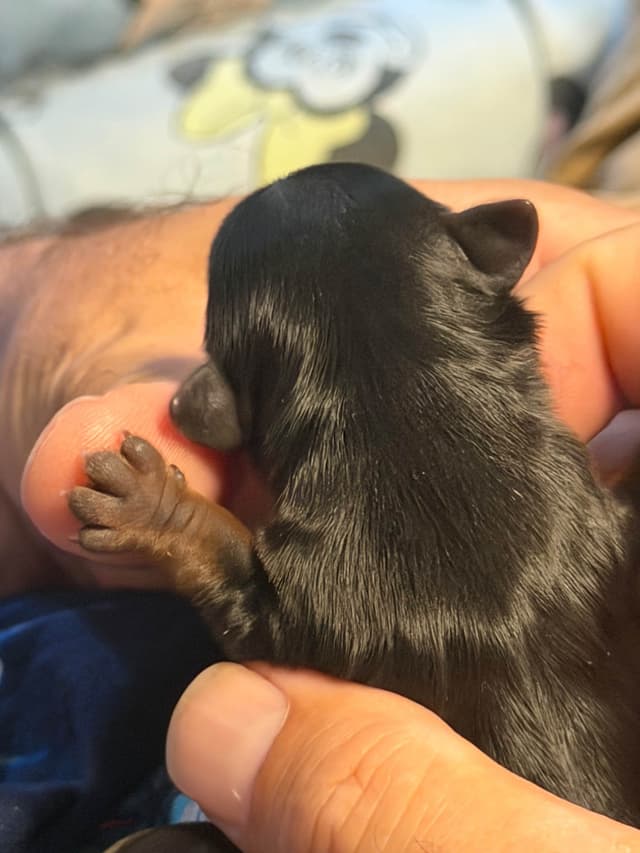 Yorkshire Terrier Puppies media 3