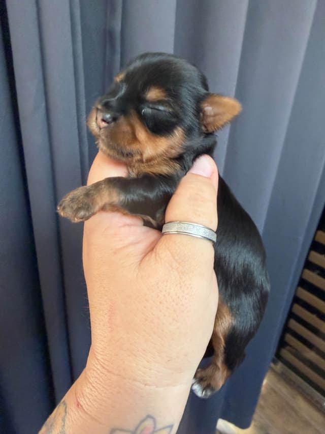 Yorkshire Terrier Puppies media 4