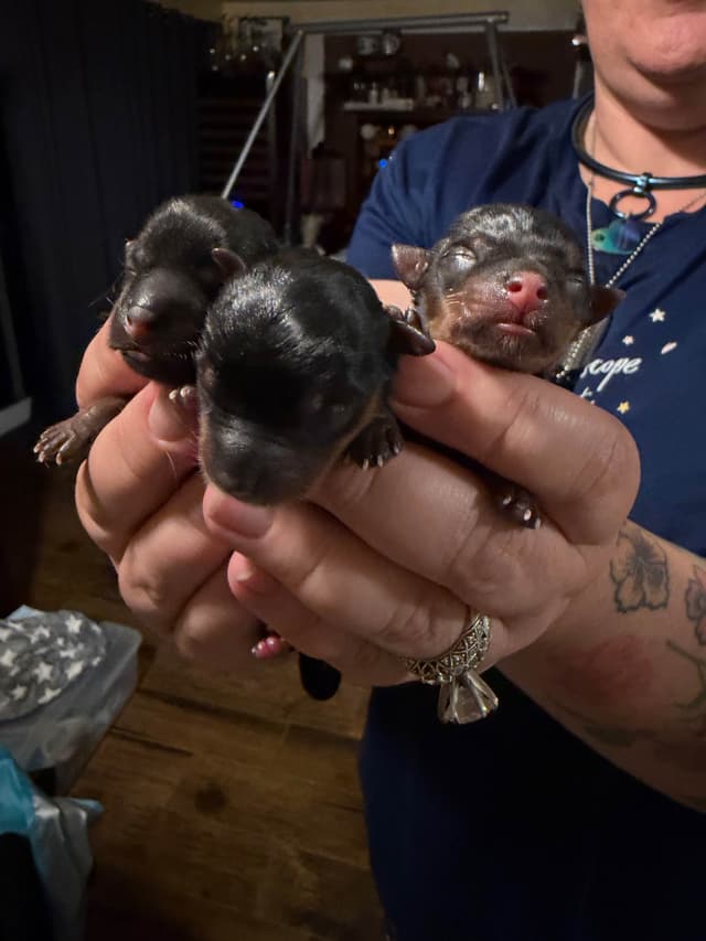 Yorkshire Terrier Puppies media 5