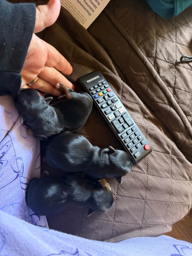 Yorkshire Terrier Puppies media 6