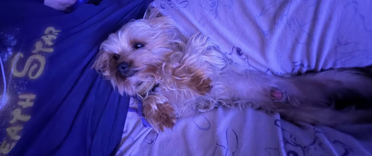 Yorkshire Terrier Puppies breeder image 1